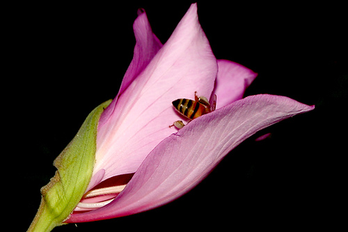 Timidez, de carlosdj