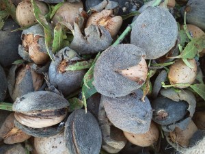 Les ametlles, un aliment més que saludable 