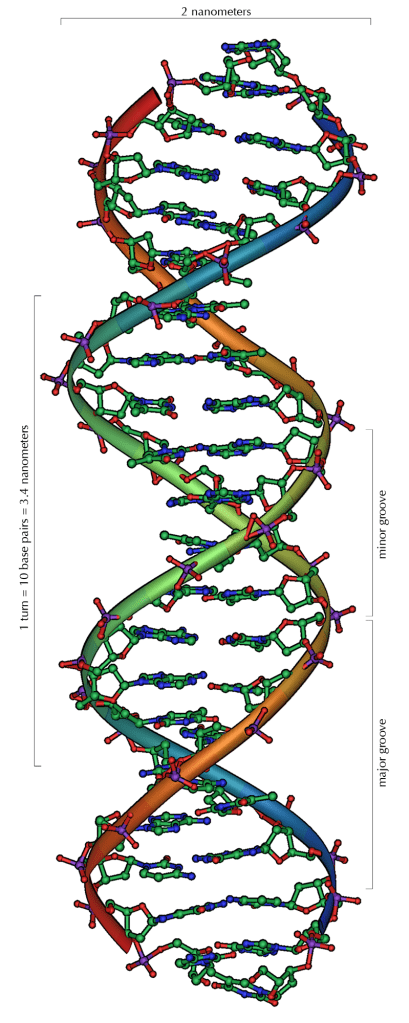 La doble hèlix de l'estructura de l'ADN