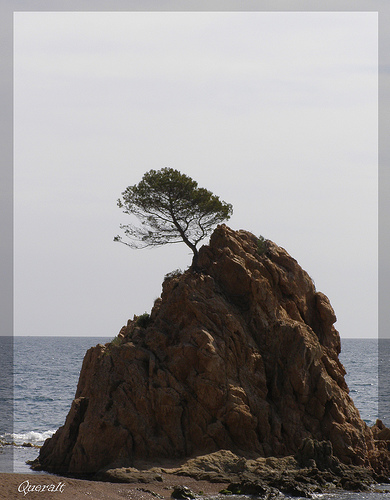 El Pi de Formentor, de Queralt