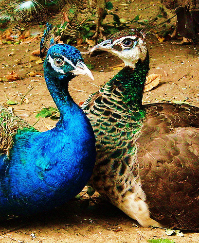 Parella de paons, de Jacové, al Flickr