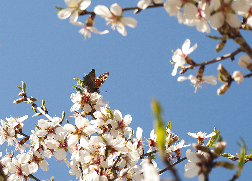 Papallona, de Queralt jqmj, al Flickr