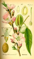 Prunus dulcis, a la Viquipèdia