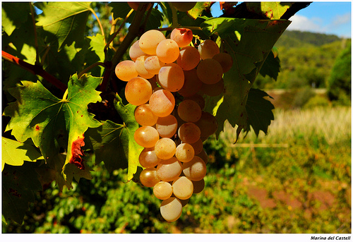 Sweetness, de Marina del Castell, al Flickr