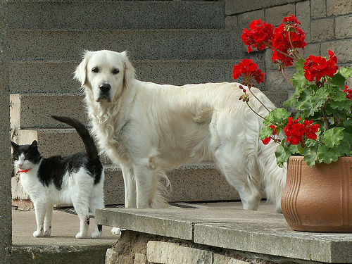 "Friends", de HaPe_Gera, al Flickr