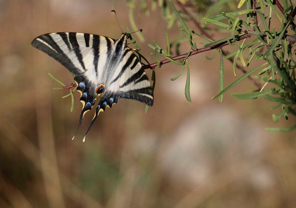 Papallona, de Victor, al Flickr