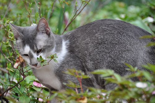 Our Pet Cat Mancha, de Jay Woodworth, al flickr