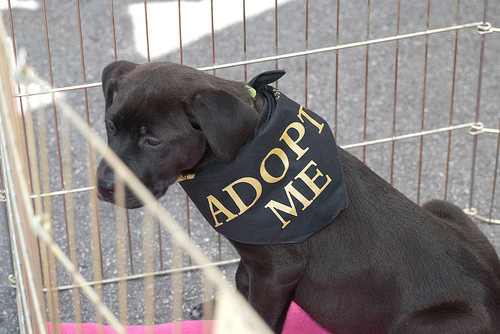 Support Pet Rescues, de Ed Bierman, al Flickr