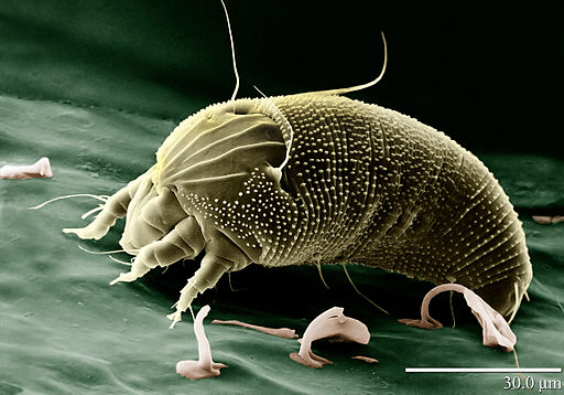 Rust Mite, Aceria anthocoptes. Foto d'Eric Erbe, coloració digital de Chris Pooley (USDA, ARS, EMU), Viquipèdia
