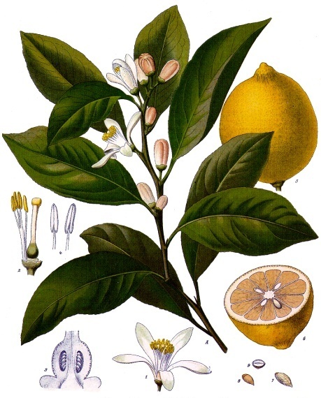 Citrus x limon, de Franz Eugen Köhler, Köhler's Medizinal-Pflanzen, Viquipèdia