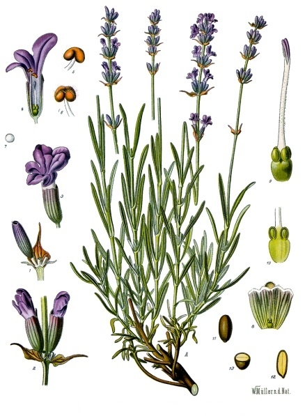 Parts florals de l'espígol, Lavandula angustifolia, de Franz Eugen Köhler, de la Köhler's Medizinal-Pflanzen, Viquipèdia