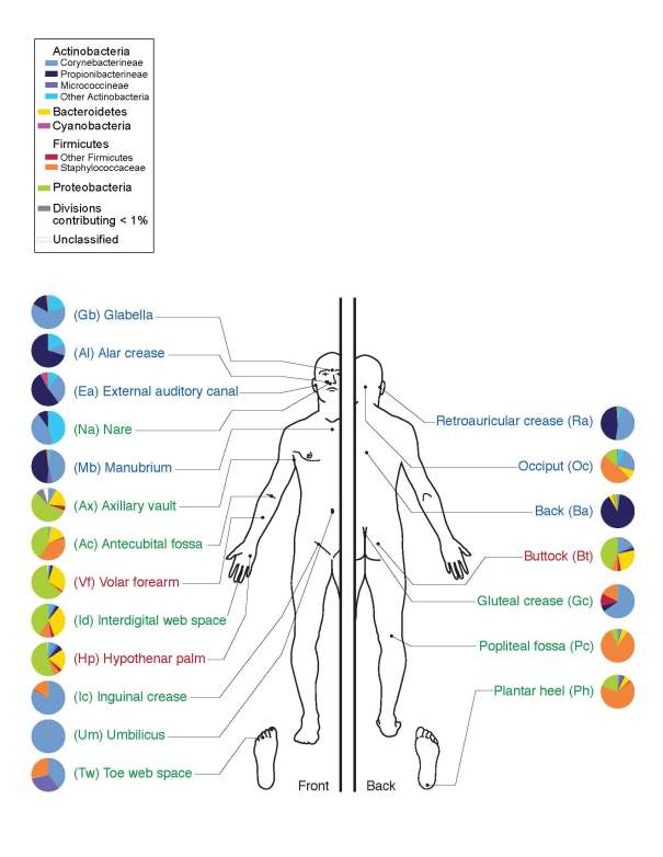 "Depiction of the human body and bacteria that predominate; there are both tremendous similarities and differences among the bacterial species found at different sites" de Darryl Leja, NHGRI, Viquipèdia