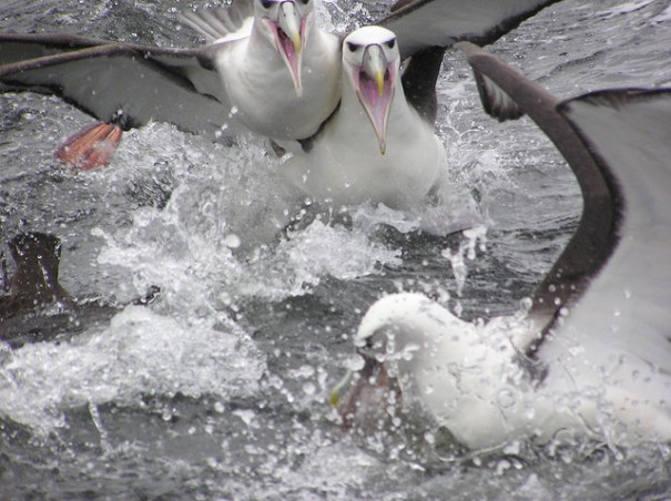 "Bullies", de Bill Anderson, Flickr