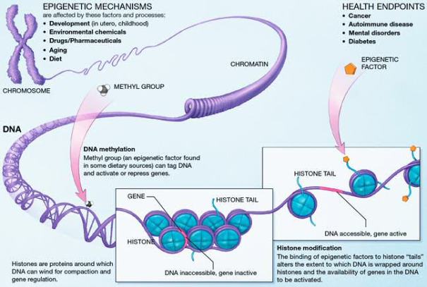 "Epigenetic mechanisms" de National Institutes of Health, a Viquipèdia