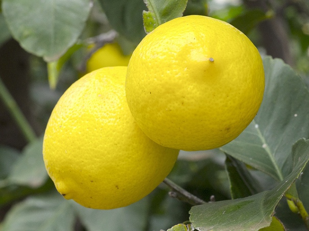 "Lemons", de Dwayne Madden, al Flickr