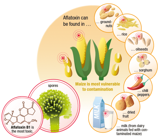 "Aflatoxin Infographic", Bühler Lumovision