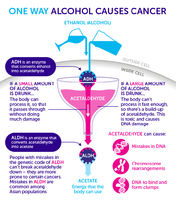 "One way alcohol causes cancer " a Cancer Research UK