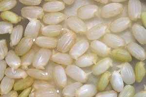"Germinated Brown Rice" a Kyoto Grain System Co.,Ltd