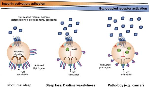 "Effects of Gαs-coupled agonists on T cells can be influenced by sleep or disease", de Dimitrov et al., 2019