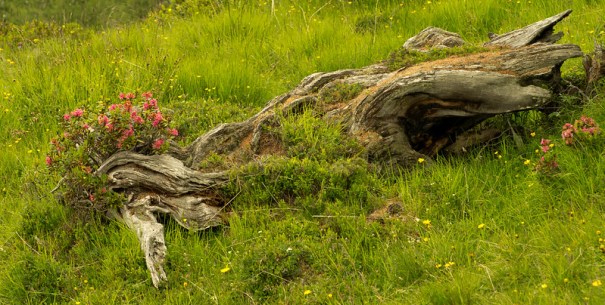 "Rebirth", de Maurice Perry, al Flickr