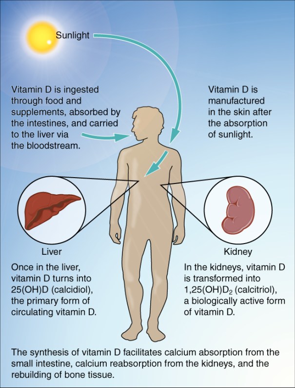 "Synthesis of Vitamin D", de OpenStax College - Anatomy & Physiology, a la Wiquipèdia