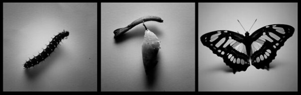 "Metamorfósis", de Alejandro Cock-Peláez, al Flickr